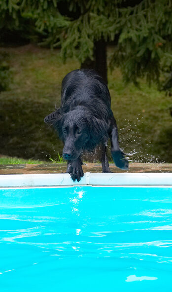 Dog, Dogs, Flat Coated Retriever, Loki, Pool, Retrievers, Swimming
