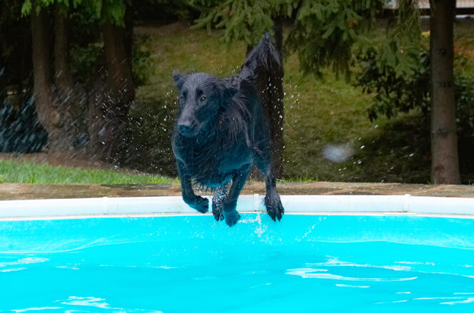 Dog, Dogs, Flat Coated Retriever, Loki, Pool, Retrievers, Swimming