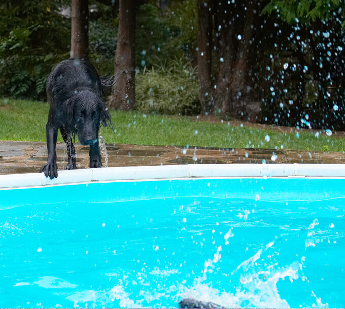 Dog, Dogs, Flat Coated Retriever, Loki, Pool, Retrievers, Swimming