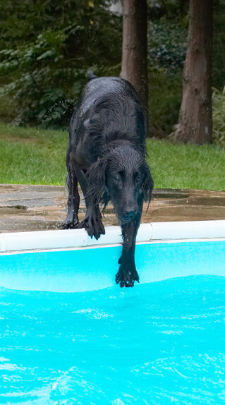 Dog, Dogs, Flat Coated Retriever, Loki, Pool, Retrievers, Swimming