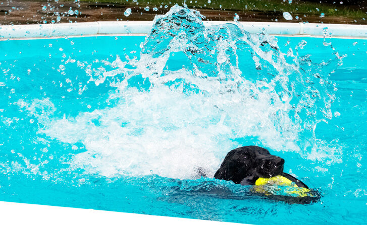 Dog, Dogs, Flat Coated Retriever, Loki, Pool, Retrievers, Swimming