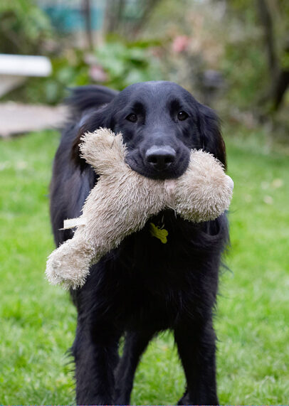 Dog, Dogs, Flat Coated Retriever, Loki, Retrievers