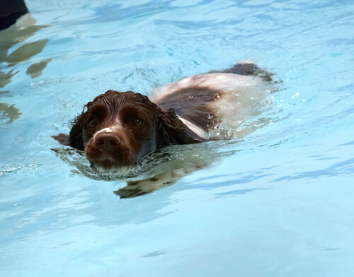 Cocker Spaniel, Dog, Dogs, Meg, Pool, Spaniels, Swimming, Working