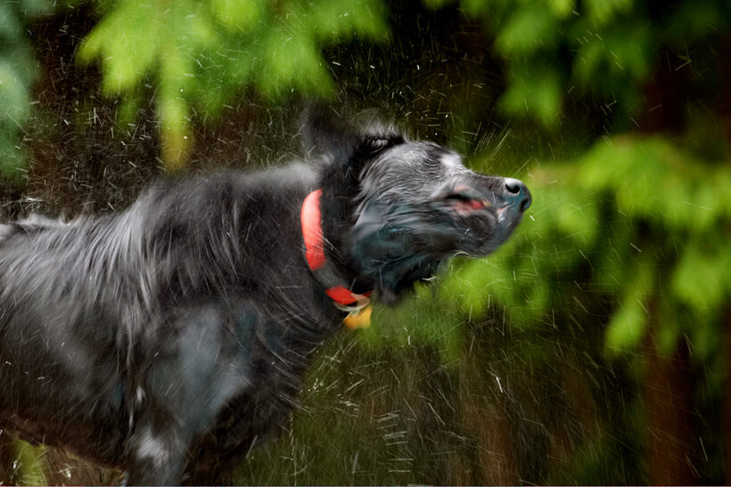 Dog, Dogs, Flat Coated Retriever, Loki, Retrievers