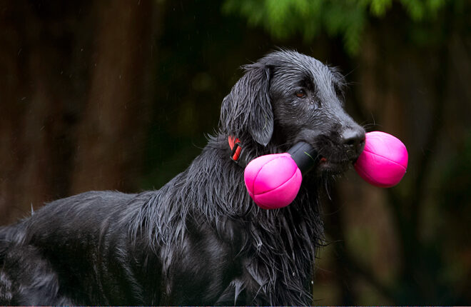 Dog, Dogs, Flat Coated Retriever, Loki, Retrievers