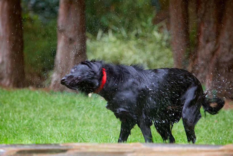 Dog, Dogs, Flat Coated Retriever, Loki, Retrievers