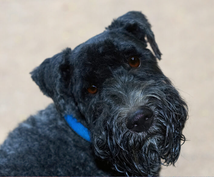 Dog, Dogs, Kerry blue terrier, Paddy, Terriers