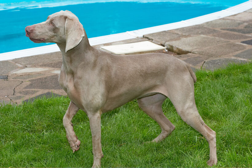 Dog, Dogs, Moon, Pool, Swimming, Weimaraner