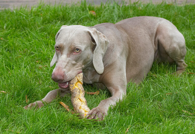 Dog, Dogs, Moon, Weimaraner