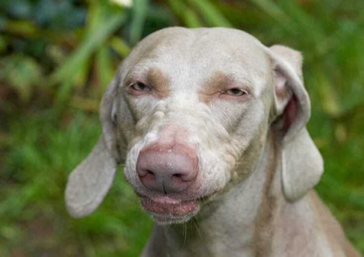 Dog, Dogs, Moon, Weimaraner