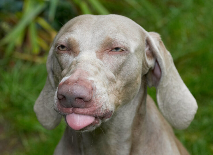 Dog, Dogs, Moon, Tongue, Weimaraner