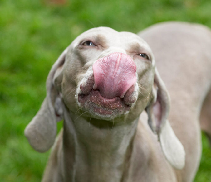 Dog, Dogs, Moon, Tongue, Weimaraner