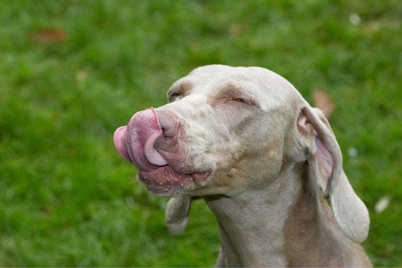 Dog, Dogs, Moon, Tongue, Weimaraner