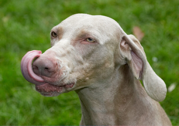 Dog, Dogs, Moon, Tongue, Weimaraner