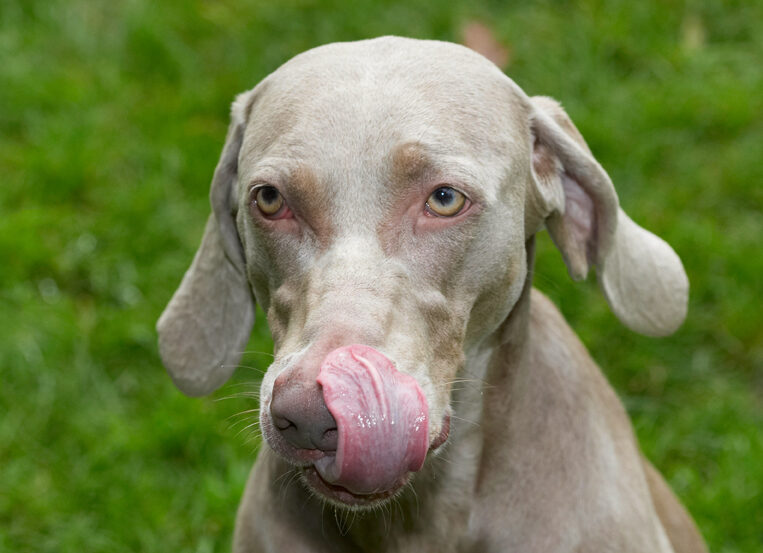 Dog, Dogs, Moon, Tongue, Weimaraner