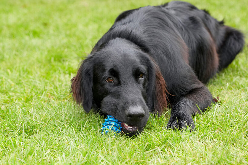 Dog, Dogs, Flat Coated Retriever, Loki, Retrievers