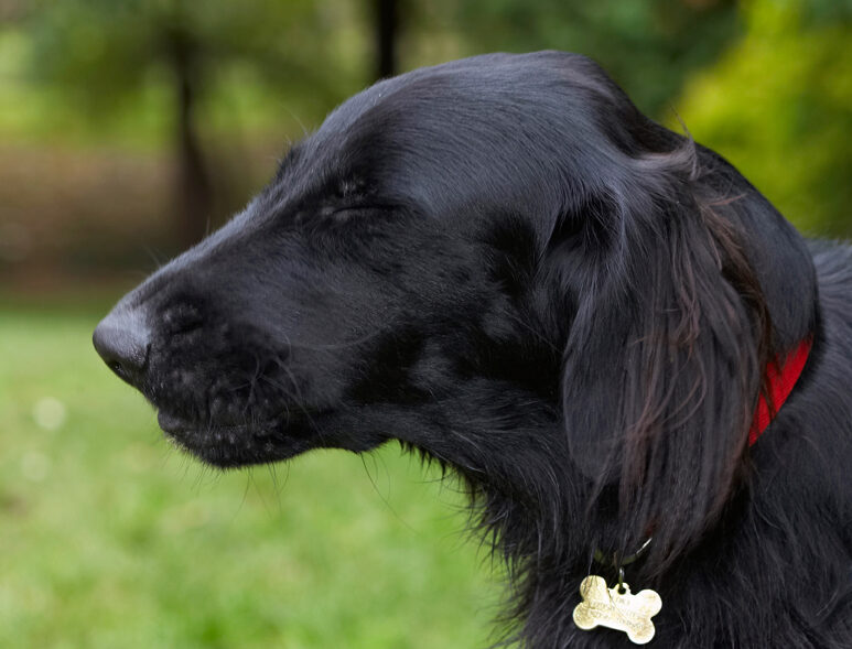 Dog, Dogs, Flat Coated Retriever, Loki, Retrievers