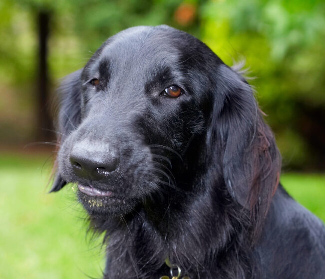 Dog, Dogs, Flat Coated Retriever, Loki, Retrievers
