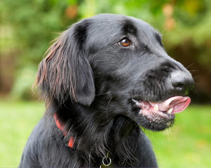Dog, Dogs, Flat Coated Retriever, Loki, Retrievers, Tongue