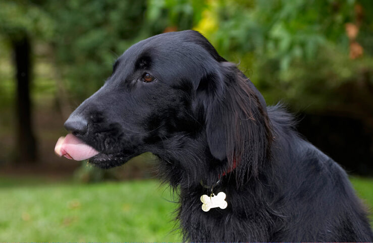 Dog, Dogs, Flat Coated Retriever, Loki, Retrievers, Tongue