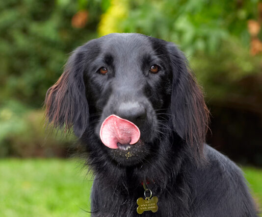 Dog, Dogs, Flat Coated Retriever, Loki, Retrievers, Tongue