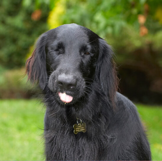 Dog, Dogs, Flat Coated Retriever, Loki, Retrievers, Tongue