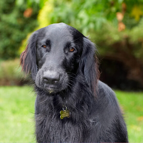 Dog, Dogs, Flat Coated Retriever, Loki, Retrievers
