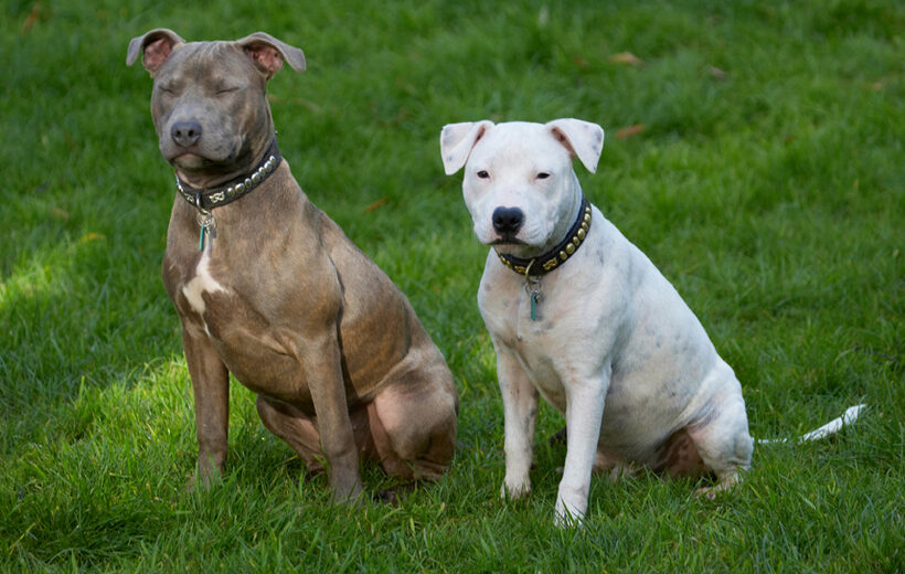 Dog, Dogs, Domino, Puppies, Puppy, Sky, Staffordshire Bull Terrier, Terriers