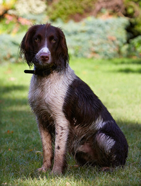 Cocker Spaniel, Dog, Dogs, Meg, Spaniels, Working
