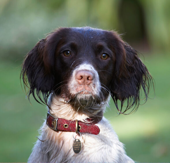Cocker Spaniel, Dog, Dogs, Meg, Spaniels, Working