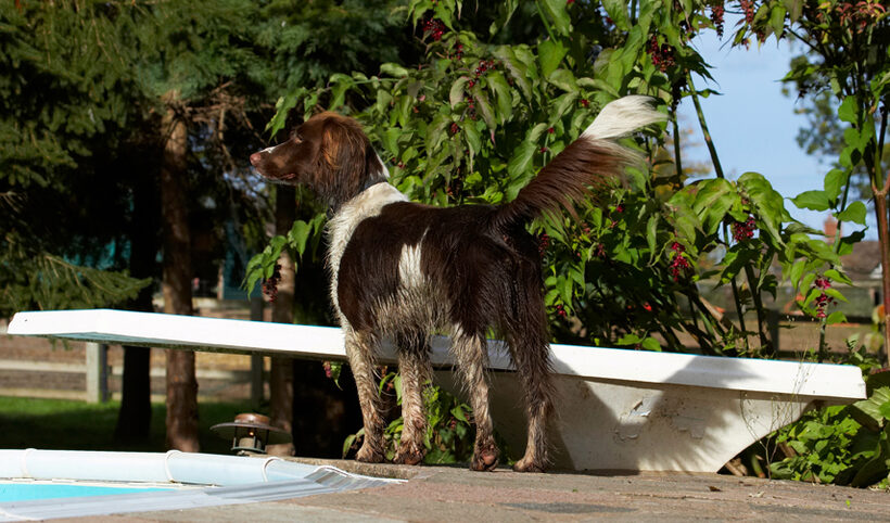 Cocker Spaniel, Dog, Dogs, Meg, Spaniels, Working