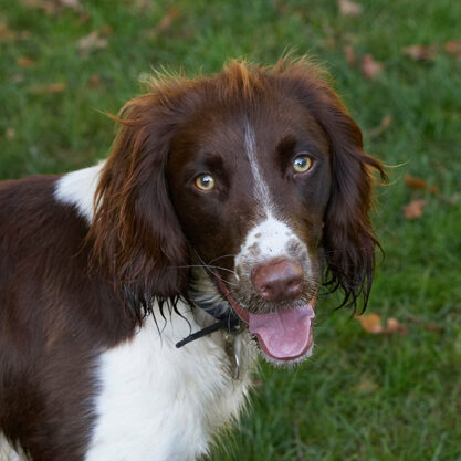 Cocker Spaniel, Dog, Dogs, Meg, Spaniels, Tongue, Working