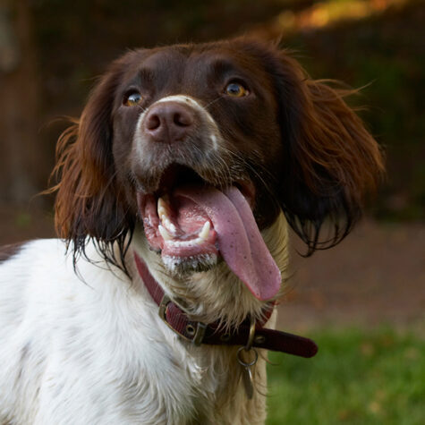 Alfie, Dog, Dogs, Molly, Spaniels, Springer Spaniel, Tongue