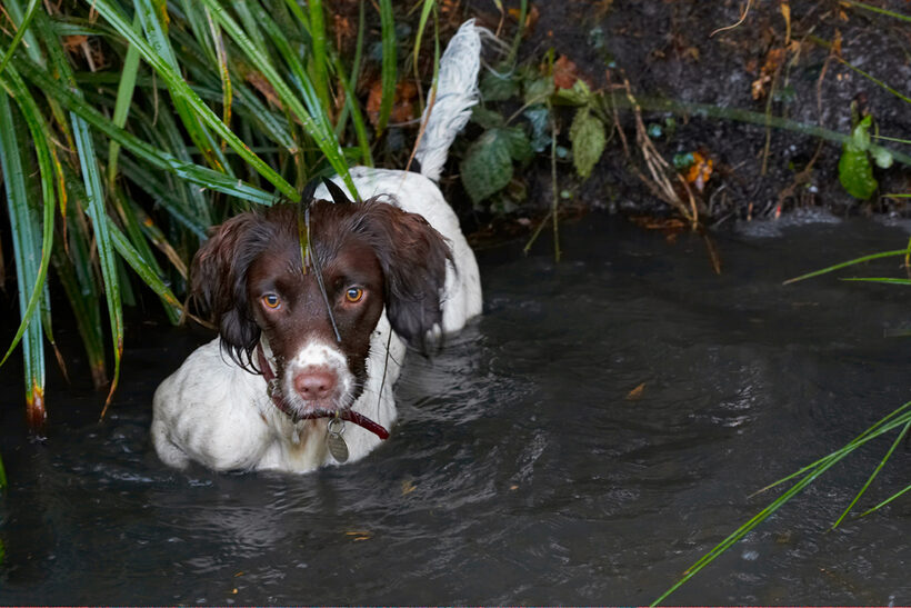 Alfie, Dog, Dogs, Molly, Spaniels, Springer Spaniel