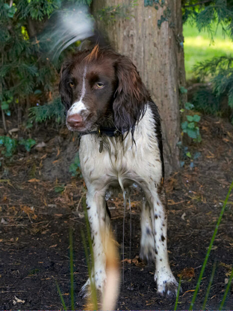 Alfie, Dog, Dogs, Molly, Spaniels, Springer Spaniel