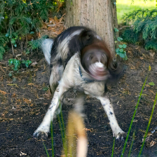 Alfie, Dog, Dogs, Molly, Spaniels, Springer Spaniel