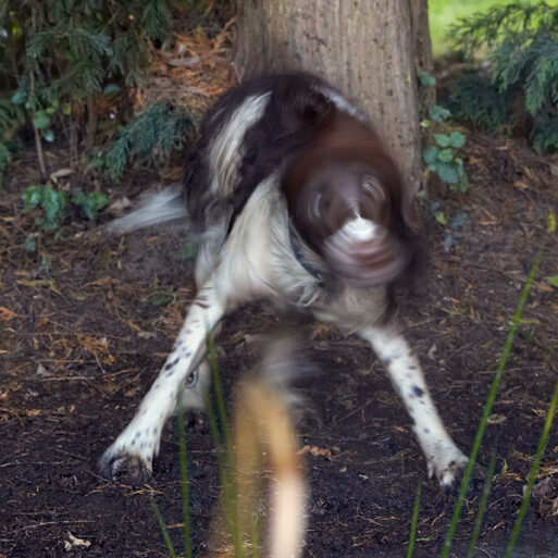 Alfie, Dog, Dogs, Molly, Spaniels, Springer Spaniel