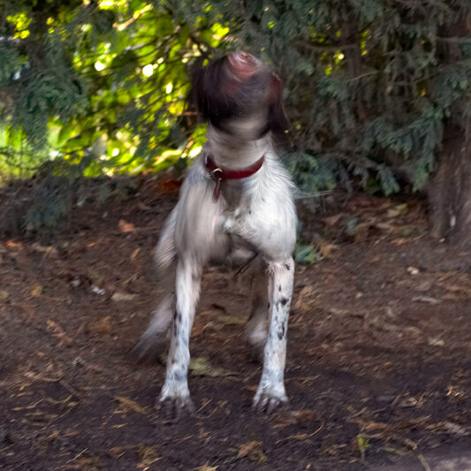 Alfie, Dog, Dogs, Molly, Spaniels, Springer Spaniel