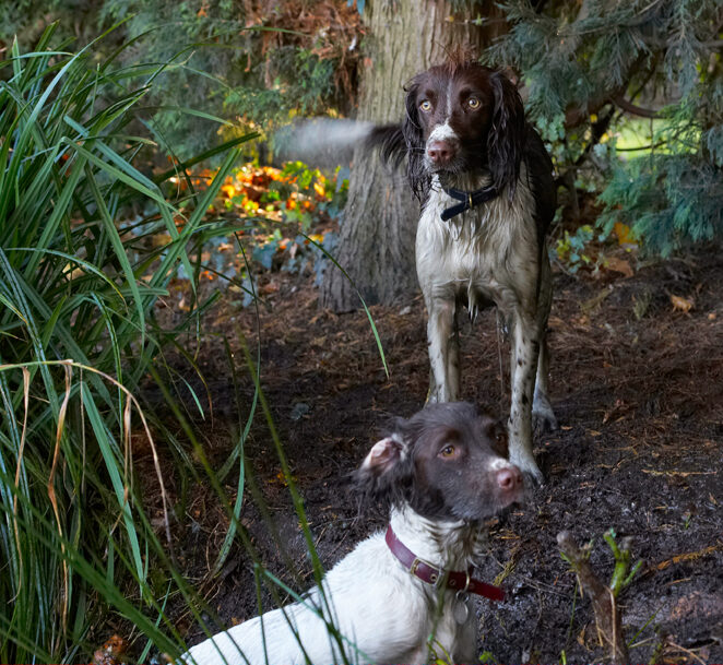 Alfie, Dog, Dogs, Molly, Spaniels, Springer Spaniel