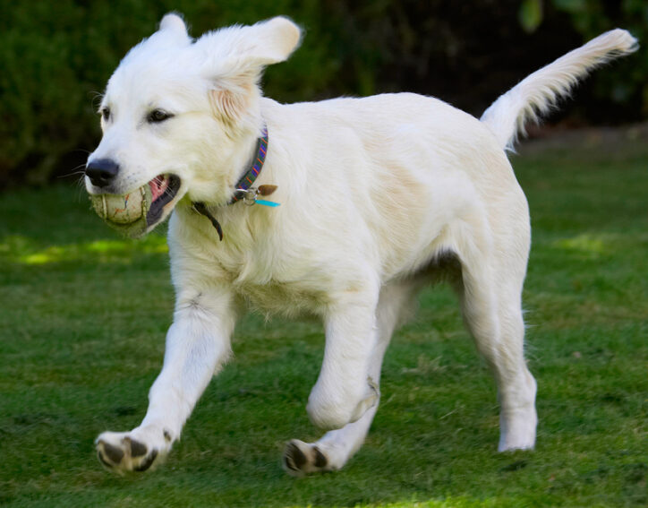 Action, Ball, Dog, Dogs, Golden Retriever, Lily