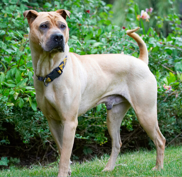 Dog, Dogs, Shar-pei, Stick