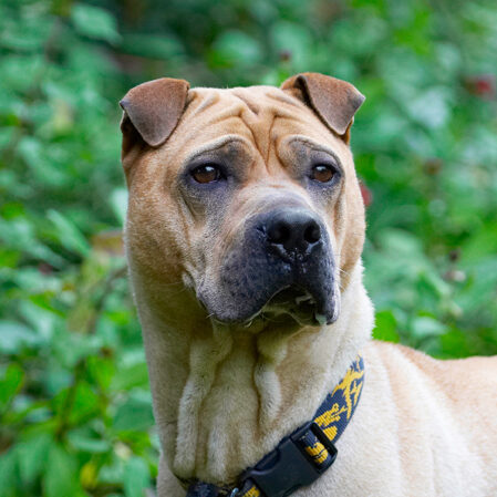 Dog, Dogs, Shar-pei, Stick