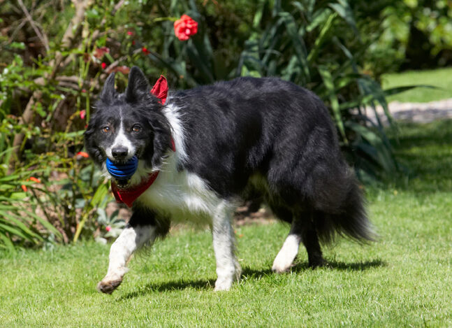 Border Collie, Collies, Dog, Dogs, Harvey, Neckerchief, Scarf