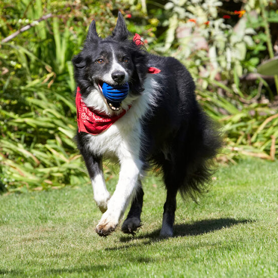 Border Collie, Collies, Dog, Dogs, Harvey, Neckerchief, Scarf