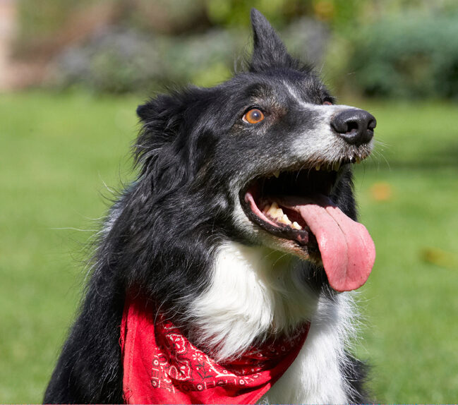 Border Collie, Collies, Dog, Dogs, Harvey, Neckerchief, Scarf, Tongue