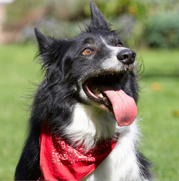 Border Collie, Collies, Dog, Dogs, Harvey, Neckerchief, Scarf, Tongue