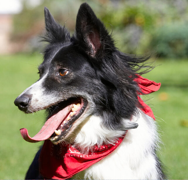 Border Collie, Collies, Dog, Dogs, Harvey, Neckerchief, Scarf, Tongue