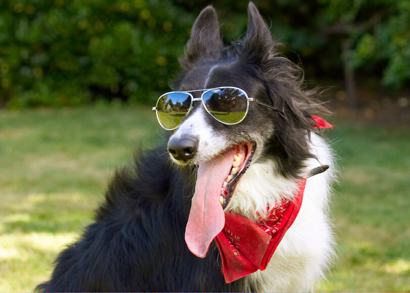 Border Collie, Collies, Dog, Dogs, Harvey, Neckerchief, Scarf, Sunglasses, Tongue