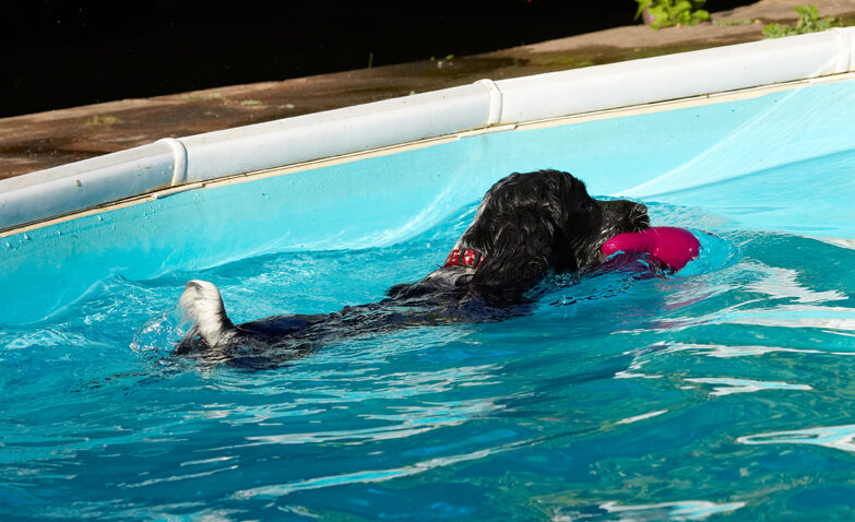 Charlie, Cocker spaniel, Dog, Dogs, Pool, Spaniels, Swimming
