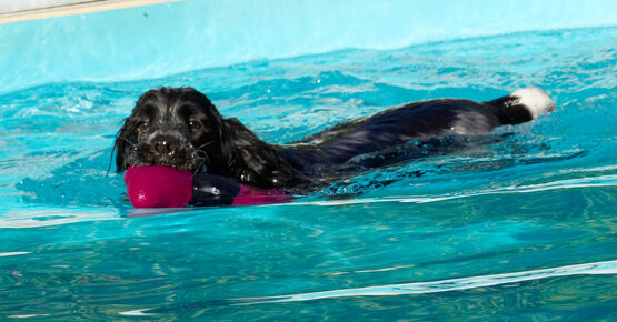 Charlie, Cocker spaniel, Dog, Dogs, Pool, Spaniels, Swimming